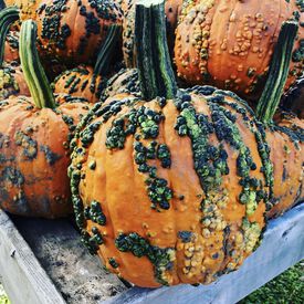 Warty Goblin, (F1) Pumpkin Seeds